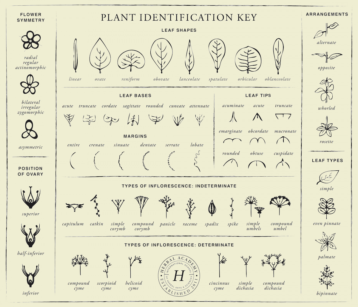 Plant Identification Key Download Herbal Academy