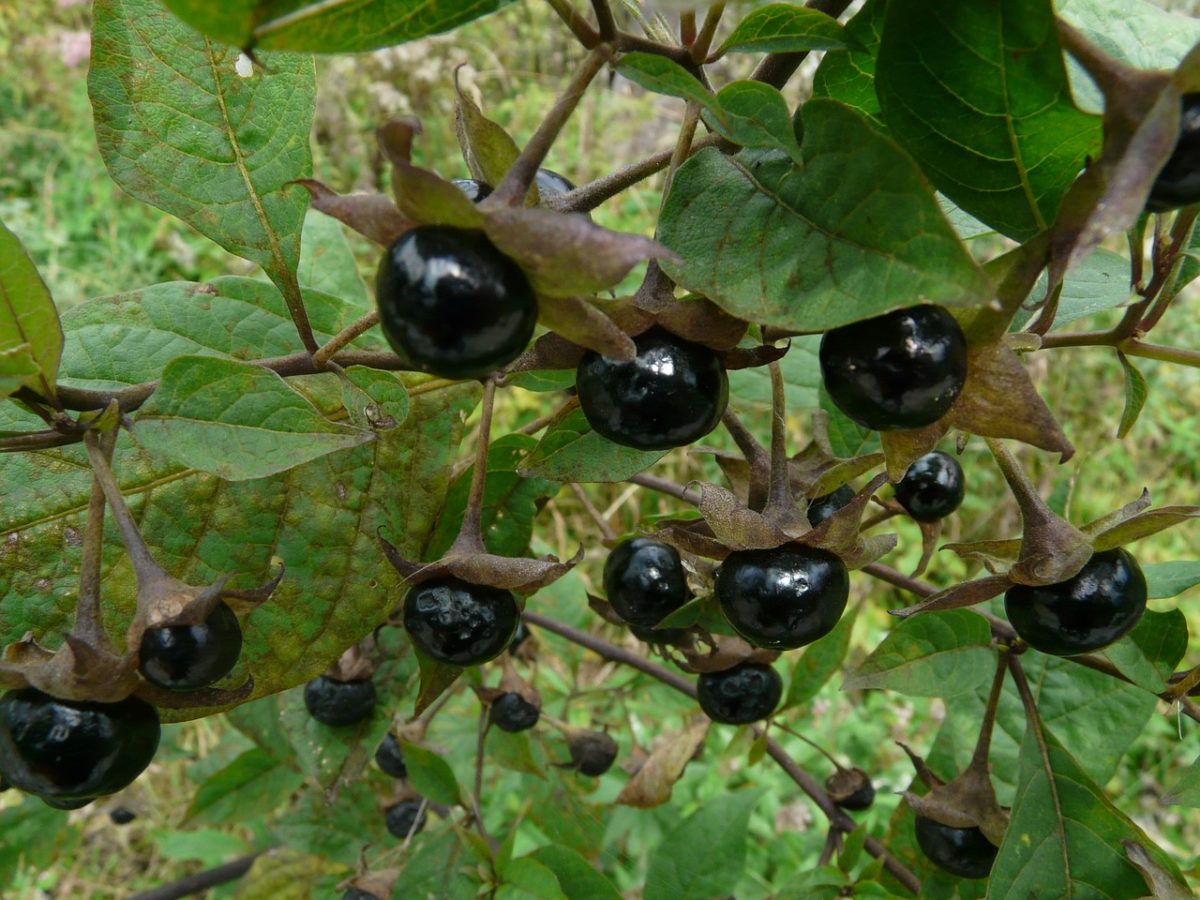 Herbal Myths, Lore, and Legends | Herbal Academy | Here's an introduction to some of our favorite herbal myths, lore, and legends. Learn the legends of 7 herbs from cultures around the world!