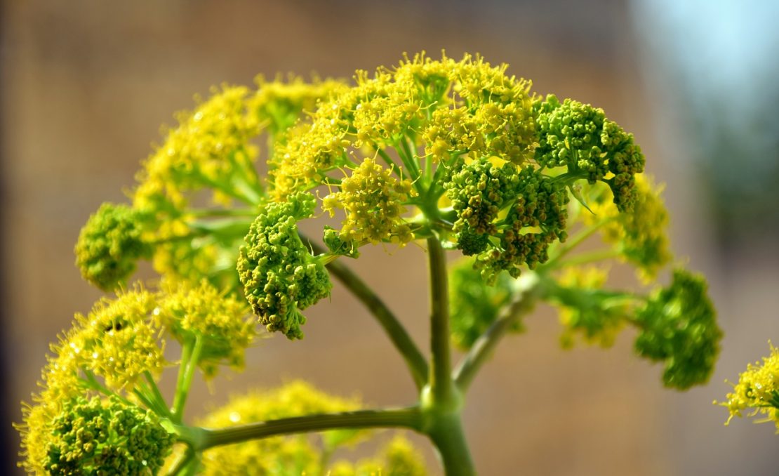 Herbal Myths, Lore, and Legends | Herbal Academy | Here's an introduction to some of our favorite herbal myths, lore, and legends. Learn the legends of 7 herbs from cultures around the world!