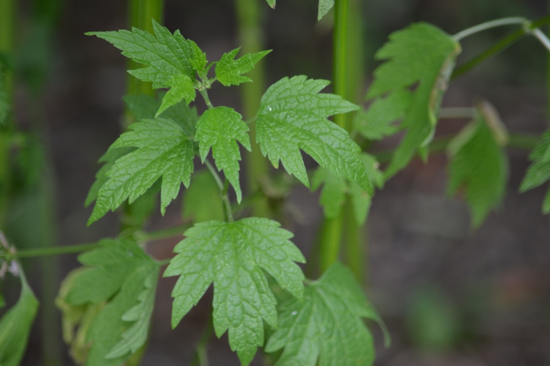 Motherwort Through History | Herbal Academy | Here at the Academy, we often talk about the history and traditions of herbs. In this post we are focusing on the history of motherwort. Come learn with us!