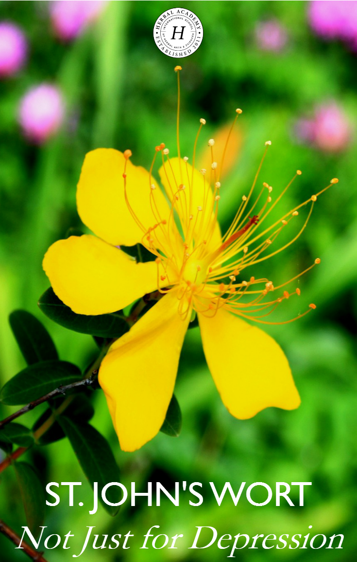 St. John's Wort: Not Just For Depression | Herbal Academy | St. John's Wort is not just an herb for depression. From soothing topical uses to supporting the immune system, you'll learn to appreciate the many uses of this herb!