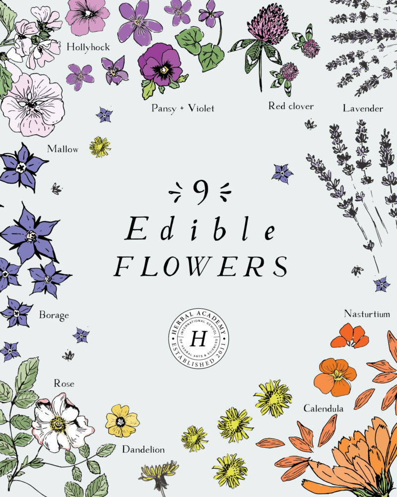 9 Edible Flowers and How To Use Them | Herbal Academy | Discover how to use edible flowers and take a closer look at nine of our favorites!
