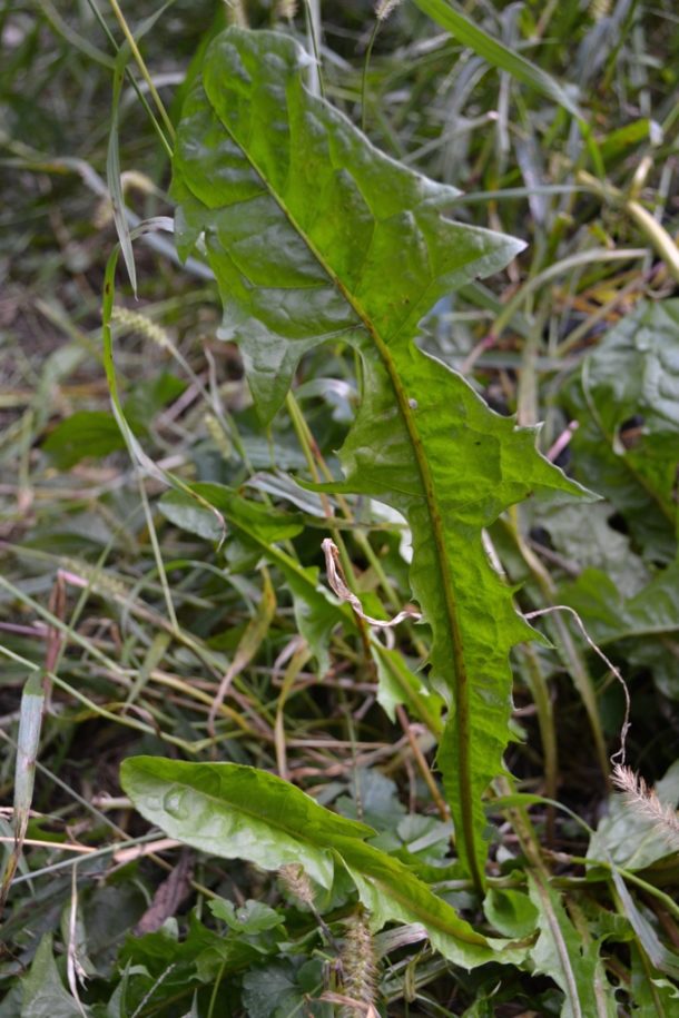 All About Dandelion (For Your Materia Medica)