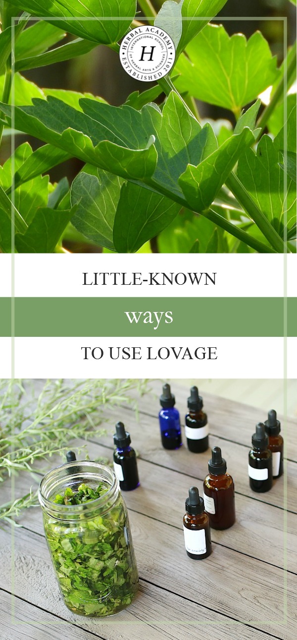 Little-Known Ways To Use Lovage | Herbal Academy | Join us as we explore some of the little-known ways to use lovage!