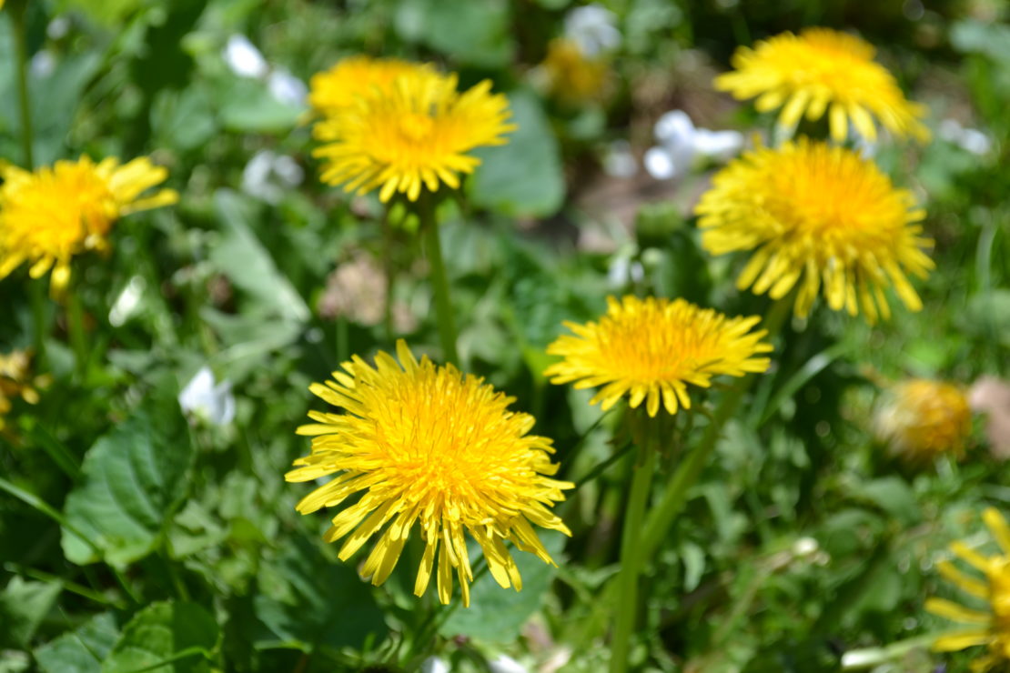 All About Dandelion For Your Materia Medica