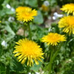 All About Dandelion (For Your Materia Medica) | Herbal Academy | Come and learn all about dandelion and its many uses for your materia medica!