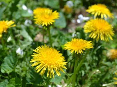 All About Dandelion (For Your Materia Medica) | Herbal Academy | Come and learn all about dandelion and its many uses for your materia medica!