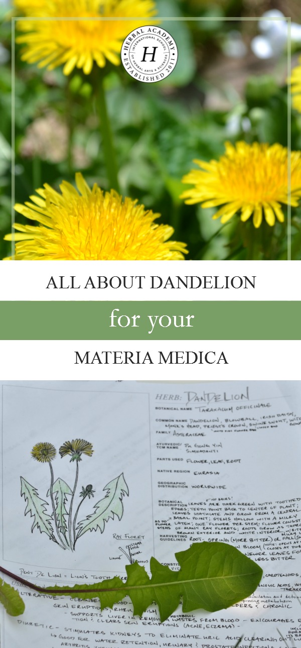 All About Dandelion (For Your Materia Medica) | Herbal Academy | Come and learn all about dandelion and its many uses for your materia medica!