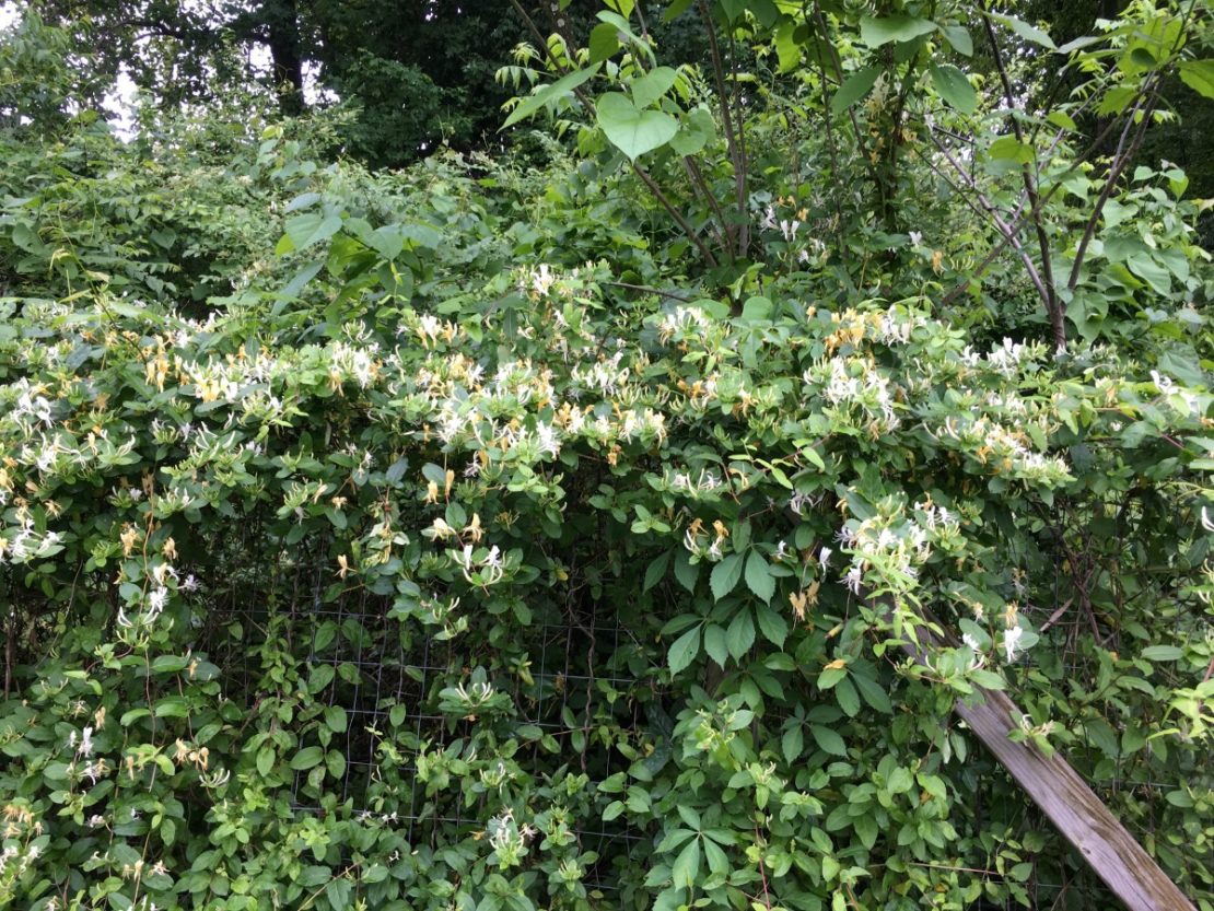 Homemade Honeysuckle Syrup & 6 Ways To Use It