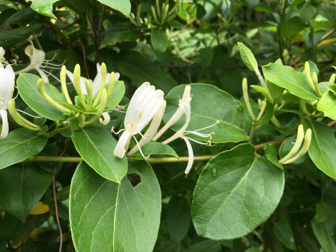 Homemade Honeysuckle Syrup & 6 Ways To Use It | Herbal Academy | Homemade honeysuckle syrup with its light, sweet flavor, is so easy to make! Here's a simple recipe to get you started!