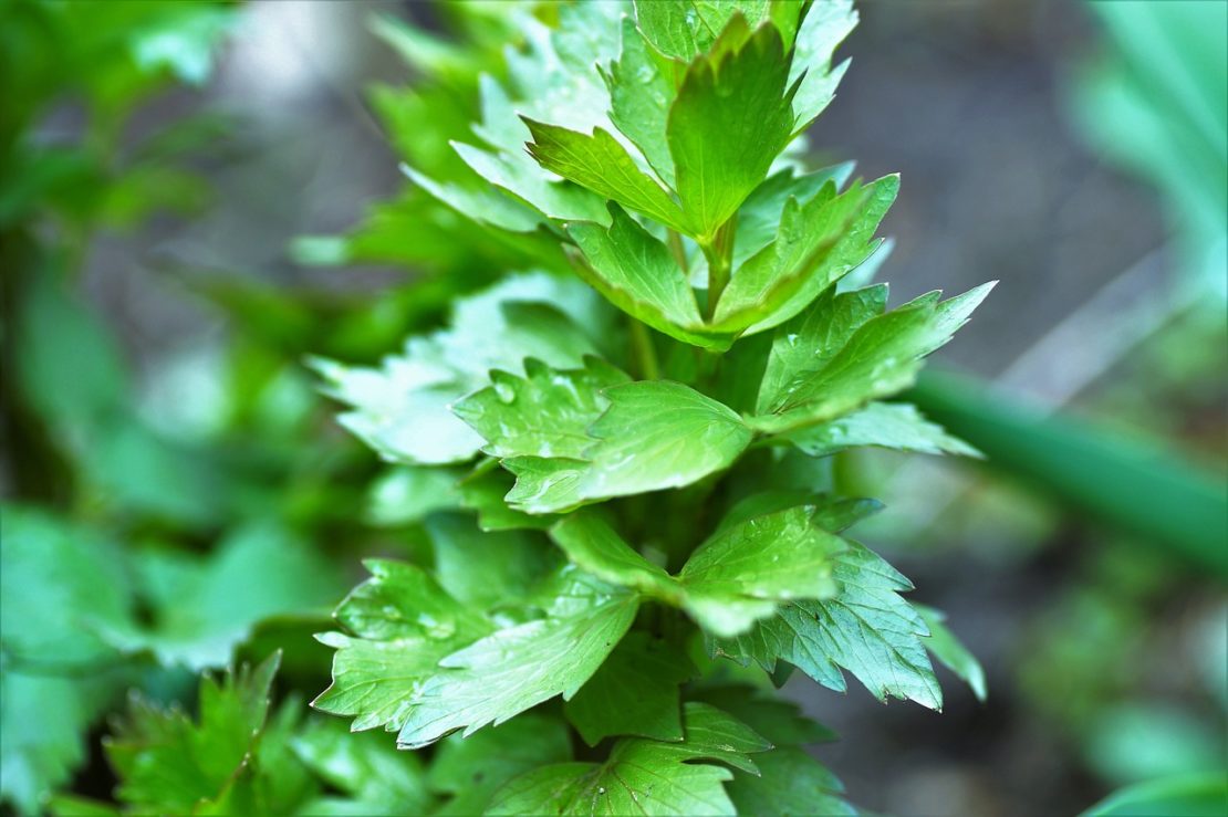 Little-Known Ways To Use Lovage | Herbal Academy | Join us as we explore some of the little-known ways to use lovage!