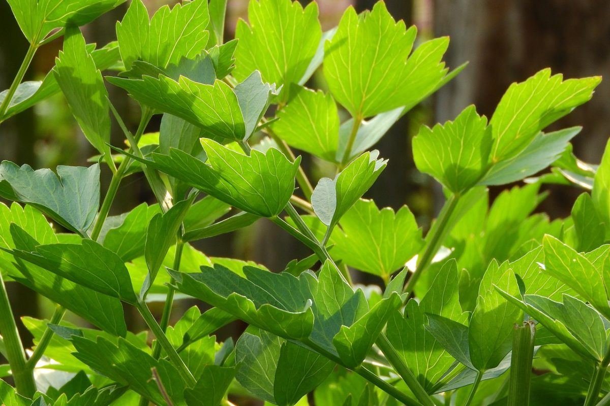 Little-Known Ways To Use Lovage | Herbal Academy | Join us as we explore some of the little-known ways to use lovage!