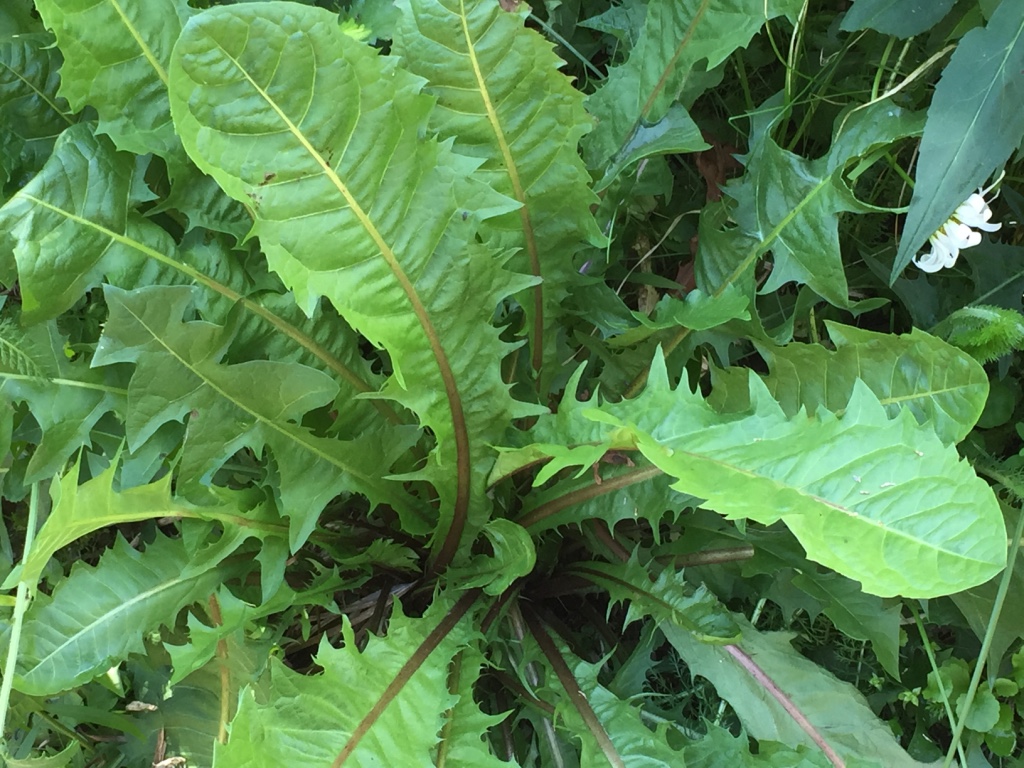 All About Dandelion (For Your Materia Medica) | Herbal Academy | Come and learn all about dandelion and its many uses for your materia medica!