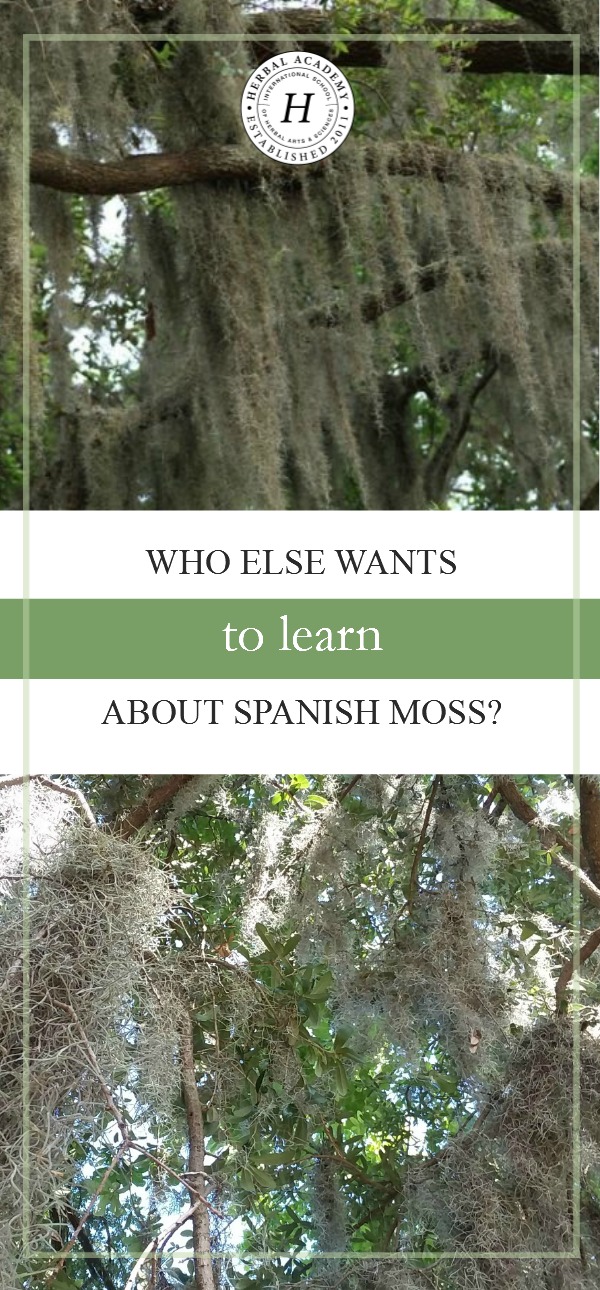 Who Else Wants To Learn About Spanish Moss? | Herbal Academy | Join us as we learn about the history and uses of Spanish moss!