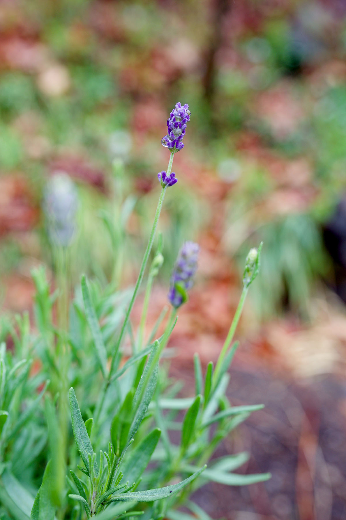 How To Choose the Right Lavender Essential Oil | Herbal Academy | Lavender essential oil is one of the most popular oils out there. But how do you choose the right one? Let us help you make that choice with confidence!