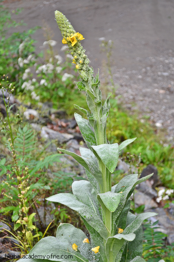 9 Summer Herbs To Forage This Year | Herbal Academy | Looking for summer herbs to forage for? Here are 9 herbs to find and harvest during the warm summer months.