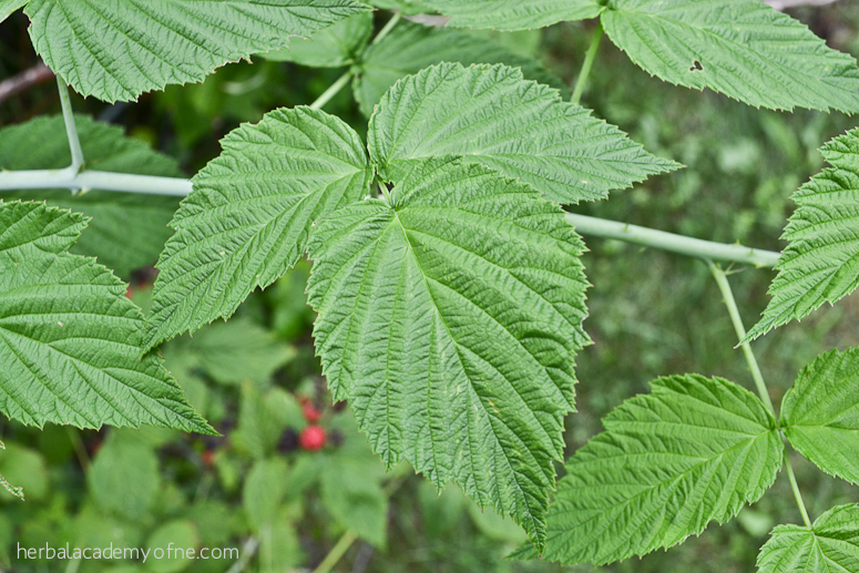 9 Summer Herbs To Forage This Year | Herbal Academy | Looking for summer herbs to forage for? Here are 9 herbs to find and harvest during the warm summer months.