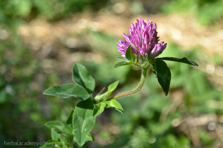 9 Summer Herbs To Forage This Year | Herbal Academy | Looking for summer herbs to forage for? Here are 9 herbs to find and harvest during the warm summer months.