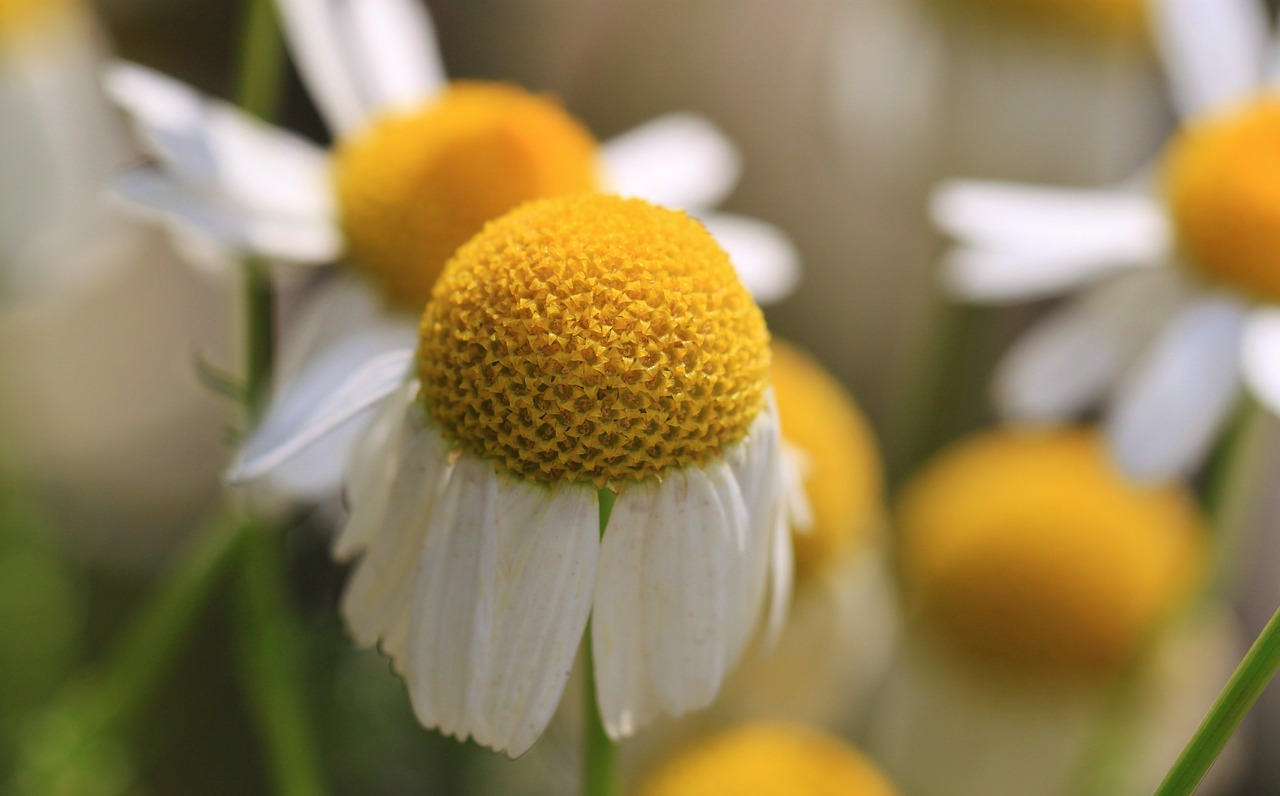 What Every Clinical Herbalist Should Know About Supporting Clients With Stress | Herbal Academy | Come take a sneak peek into our new Herbarium feature... our very first herbal intensive for clinical herbalists on supporting their clients with stress!