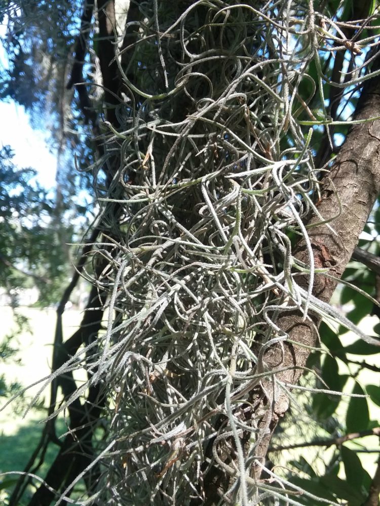 Who Else Wants To Learn About Spanish Moss?