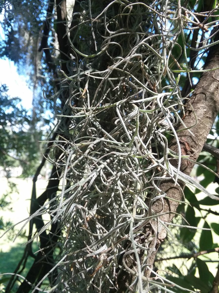 Who Else Wants To Learn About Spanish Moss? | Herbal Academy | Join us as we learn about the history and uses of Spanish moss!