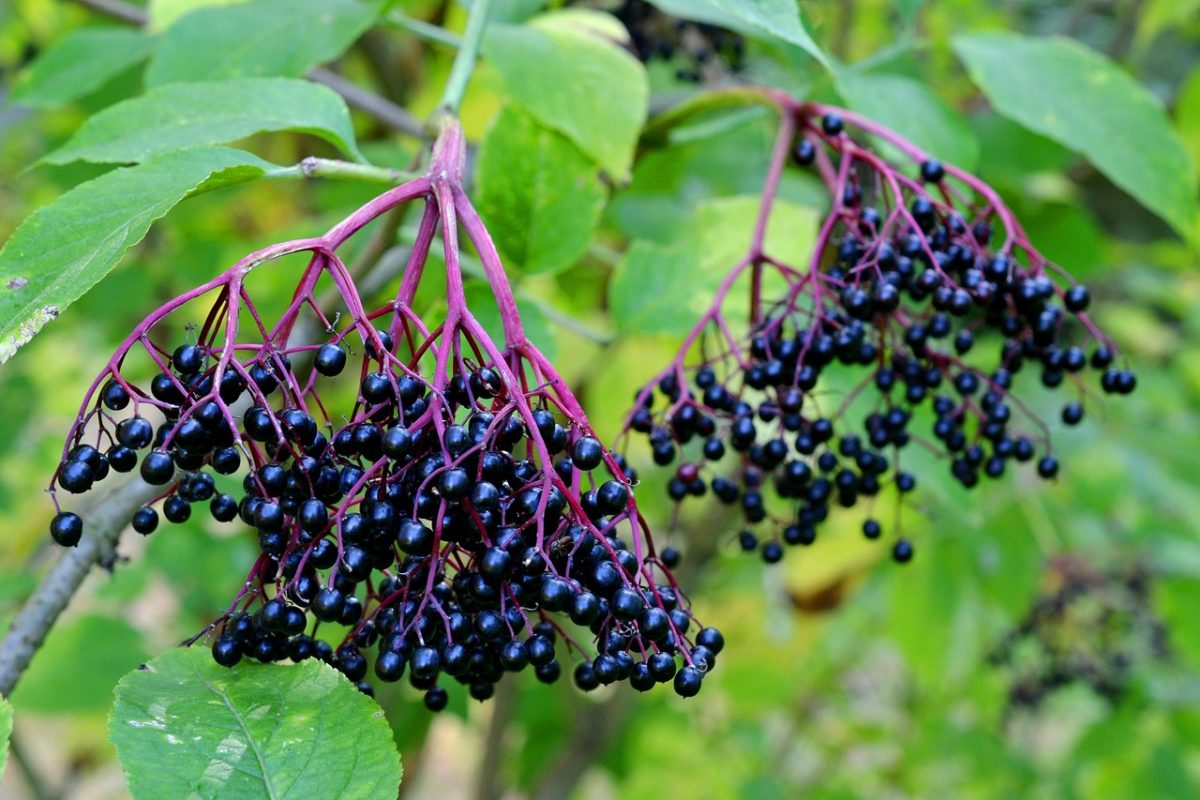 7 Best Plants for a Beginner's Herb Garden | Herbal Academy | In this article, we share seven easy-to-grow and useful herbs for a beginner’s herb garden, along with tips for using and growing each one. 