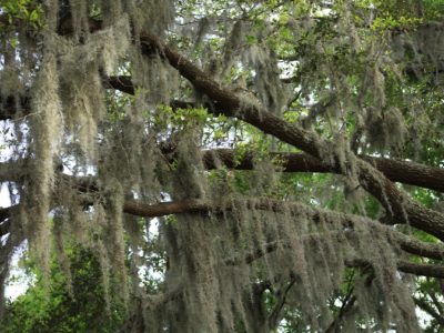 Who Else Wants To Learn About Spanish Moss? | Herbal Academy | Join us as we share the history and uses of Spanish moss!