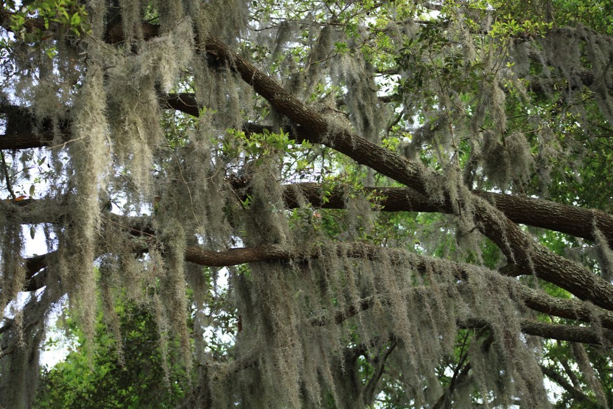 Who Else Wants To Learn About Spanish Moss?