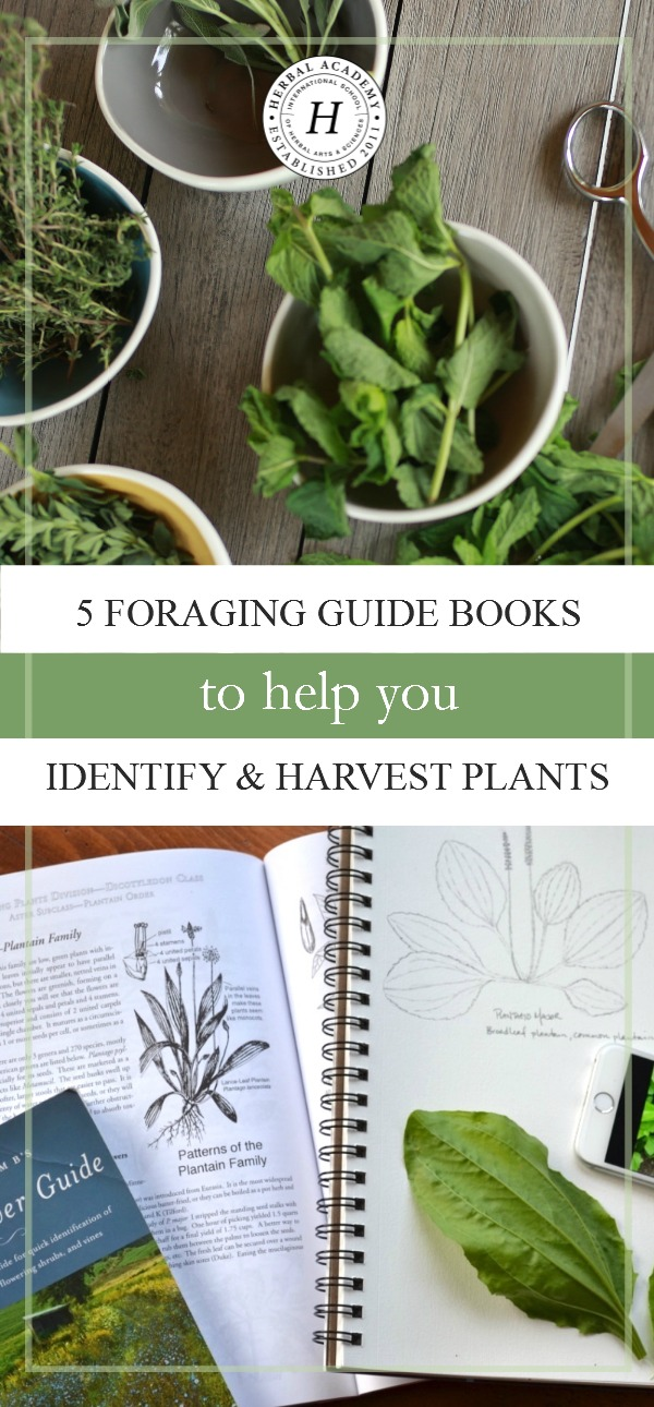 5 Foraging Guide Books To Help You Identify & Harvest Plants | Herbal Academy | Would you like to know more about identifying and harvesting plants? Here are 5 foraging guide books to get you started on your journey!