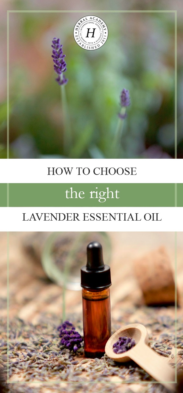 How To Choose the Right Lavender Essential Oil | Herbal Academy | Lavender essential oil is one of the most popular oils out there. But how do you choose the right one? Let us help you make that choice with confidence!