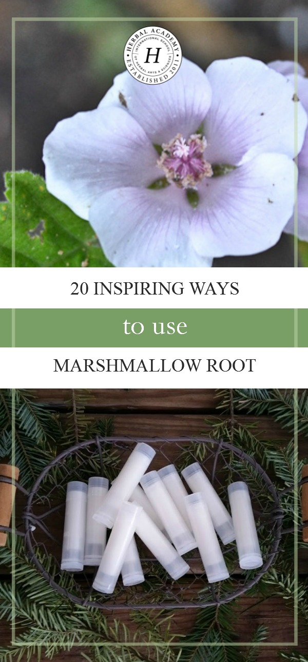 20 Inspiring Ways To Use Marshmallow Root | Herbal Academy | Marshmallow is a versatile root that can be used in teas, tinctures, and hair balms as well as to create delicious marshmallow treats. Here are 20 ways to use marshmallow root!