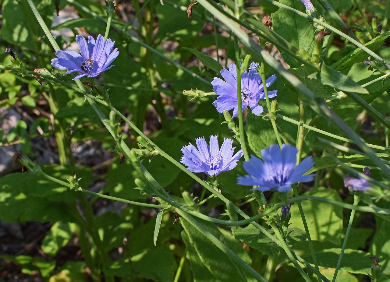 9 Summer Herbs To Forage This Year | Herbal Academy | Looking for summer herbs to forage for? Here are 9 herbs to find and harvest during the warm summer months.