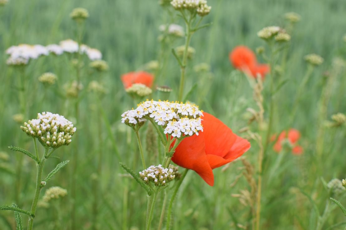 9 Summer Herbs To Forage This Year | Herbal Academy | Looking for summer herbs to forage for? Here are 9 herbs to find and harvest during the warm summer months.