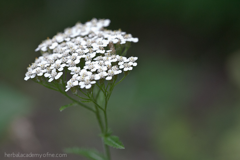 9 Summer Herbs To Forage This Year | Herbal Academy | Looking for summer herbs to forage for? Here are 9 herbs to find and harvest during the warm summer months.