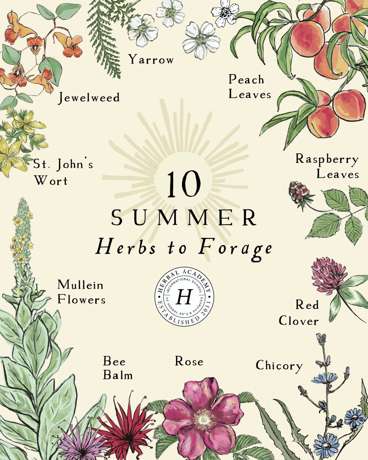 9 Summer Herbs To Forage This Year | Herbal Academy | Looking for summer herbs to forage for? Here are 9 herbs to find and harvest during the warm summer months.