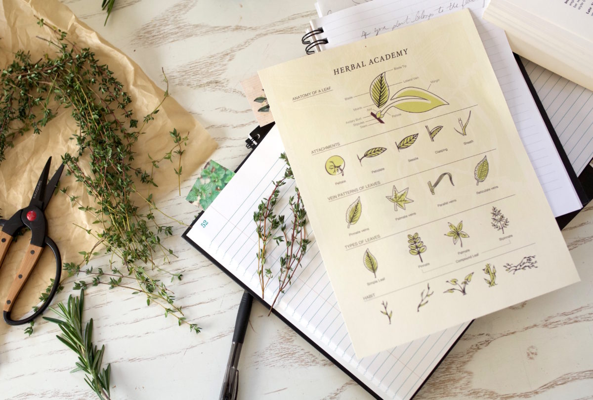 Anatomy of a leaf - Herbal Materia Medica Course by Herbal Academy