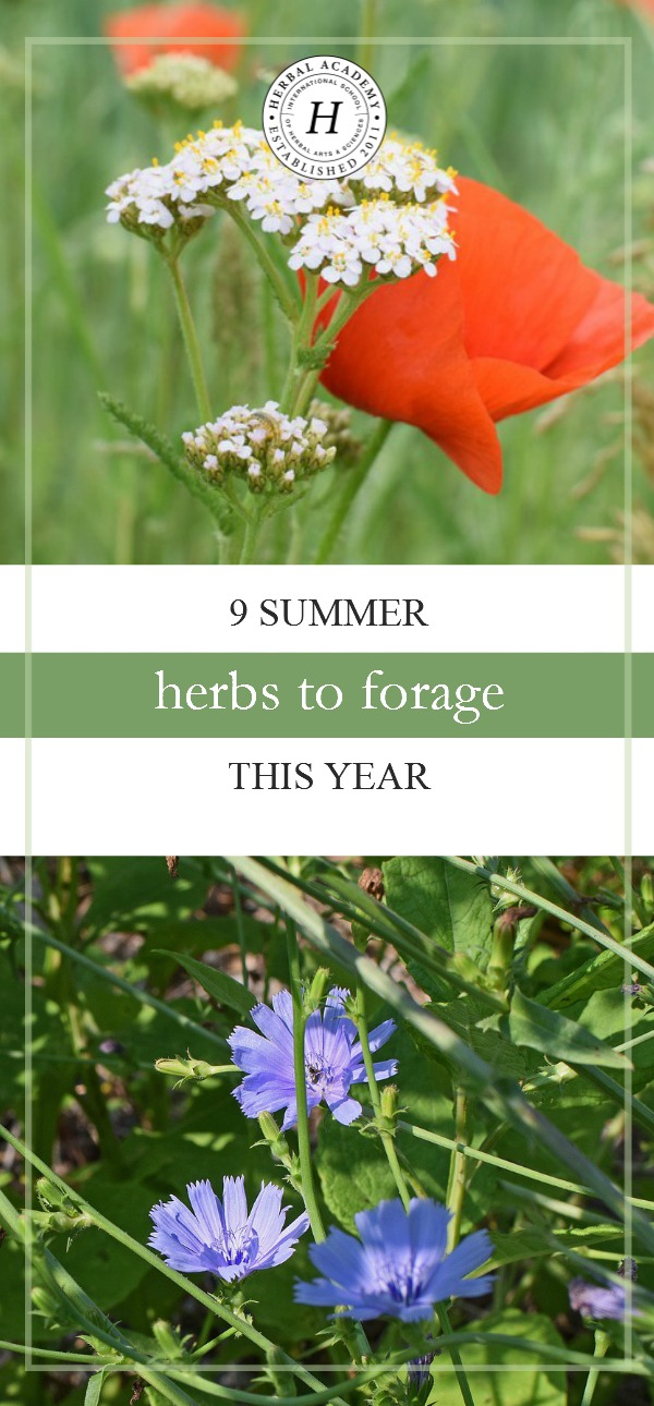 9 Summer Herbs To Forage This Year | Herbal Academy | Looking for summer herbs to forage for? Here are 9 herbs to find and harvest during the warm summer months.
