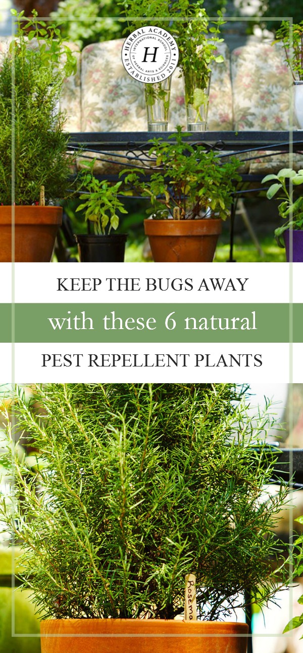 Keep The Bugs Away With These 6 Natural Pest Repellant Plants | Herbal Academy | Ever wondered what herbs you can plant to help deter insects? We're sharing 6 great options with you in this post!