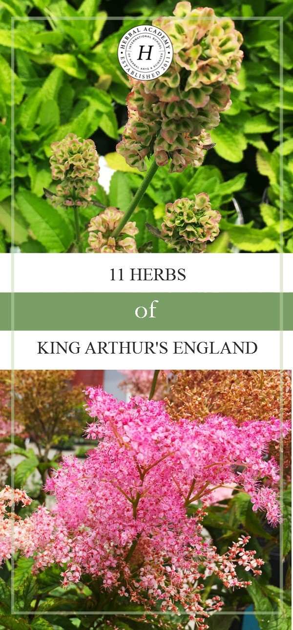 11 Herbs of King Arthur's England | Herbal Academy | Do you know herbs were used everyday during the time of King Arthur? Here are 11 Arthurian herbs still found today in the garden of Glastonbury, England!