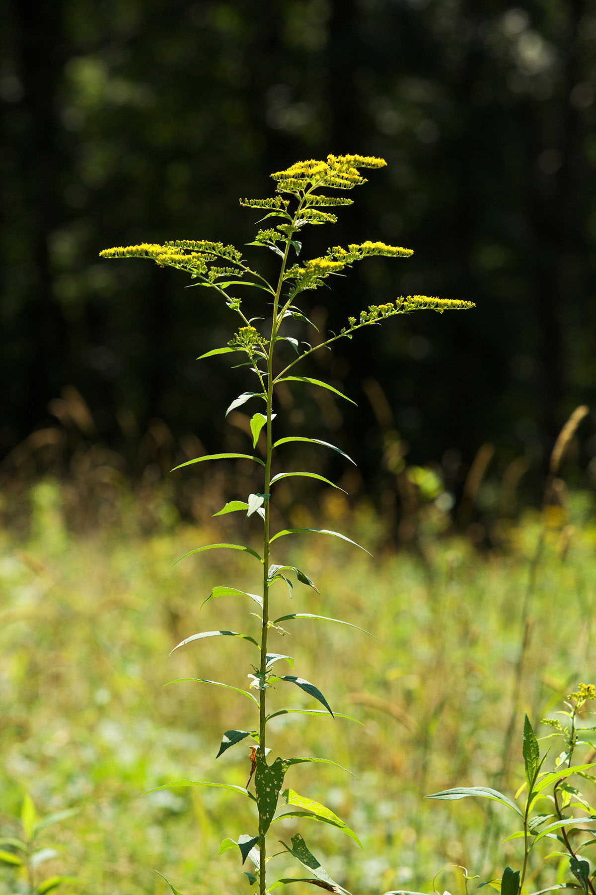 3 Tips For Foraging Goldenrod This Year | Herbal Academy | Are you looking for an herb to forage this fall? Goldenrod is a great choice! We have three tips to keep in mind when you are foraging goldenrod this year.