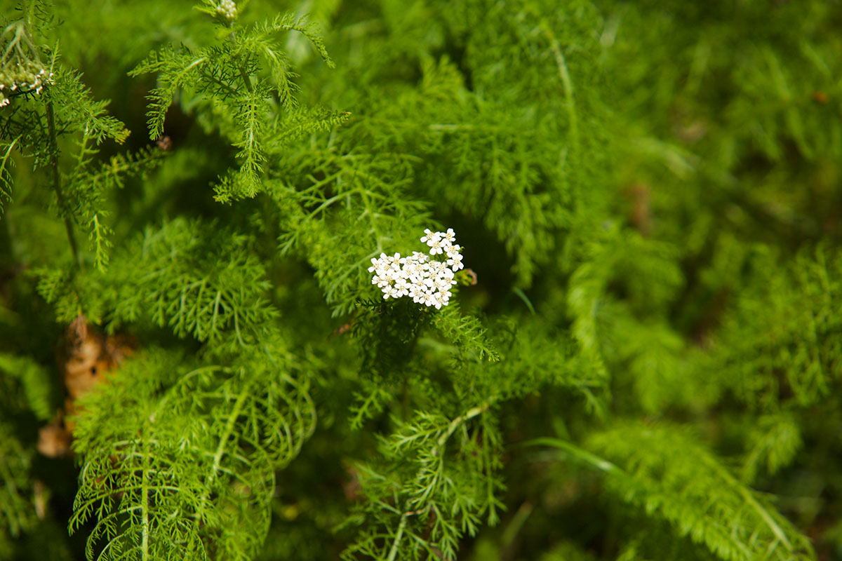 Adding Yarrow To Your Materia Medica | Herbal Academy | Would you like to add yarrow to your materia medica? Here's how to correctly identify and safely use this beneficial herb!