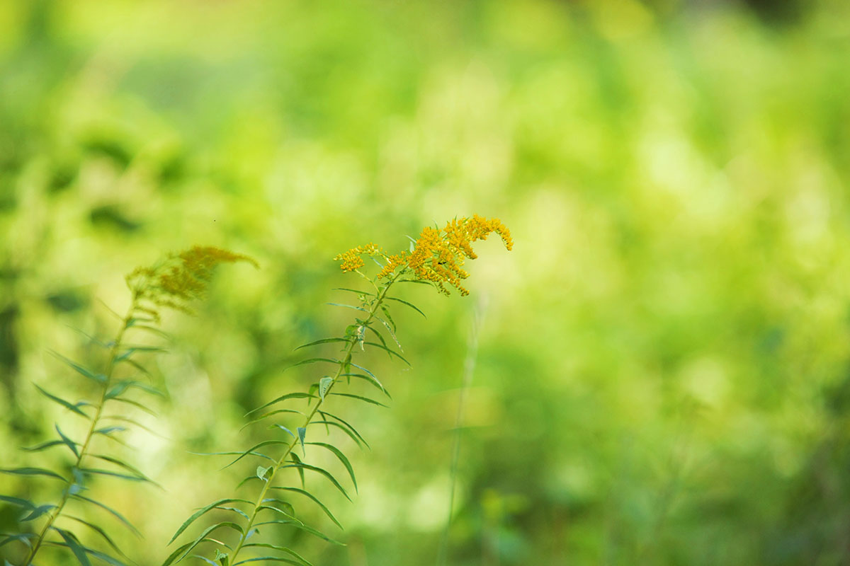 3 Tips For Foraging Goldenrod This Year | Herbal Academy | Are you looking for an herb to forage this fall? Goldenrod is a great choice! We have three tips to keep in mind when you are foraging goldenrod this year.