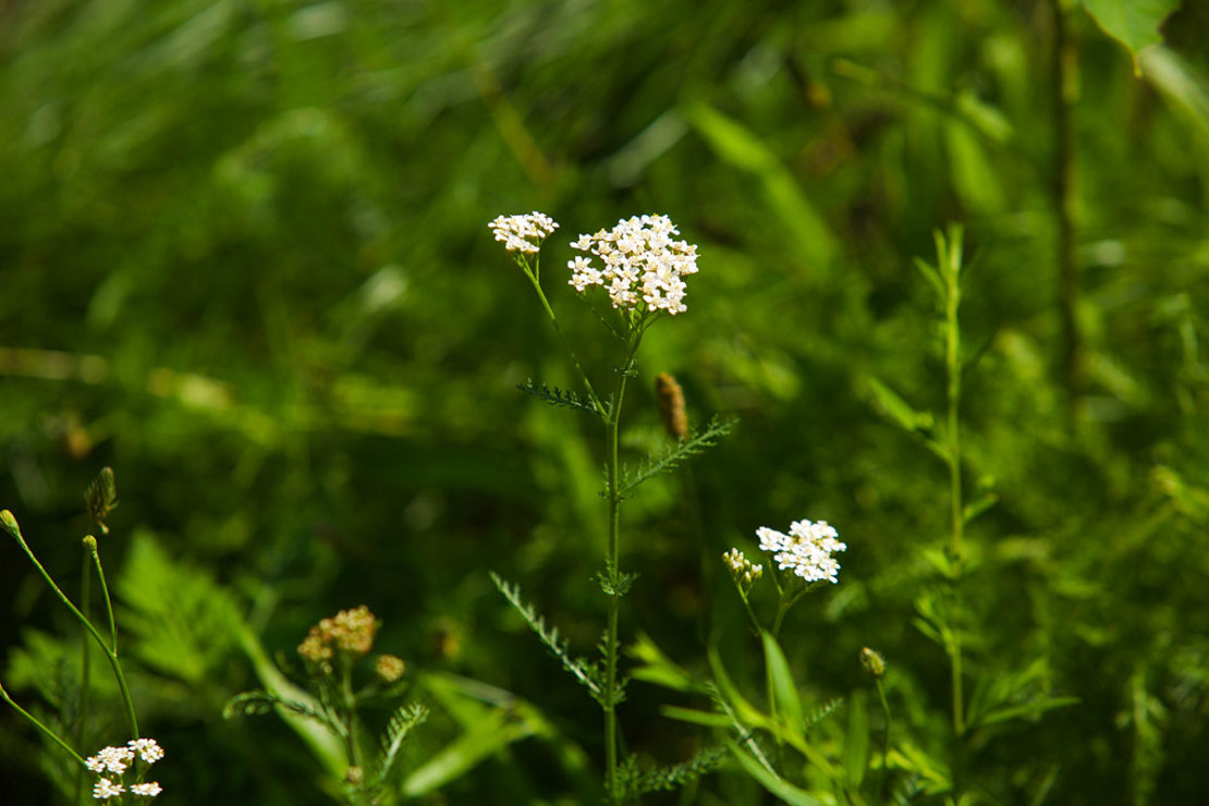 Adding Yarrow To Your Materia Medica | Herbal Academy | Would you like to add yarrow to your materia medica? Here's how to correctly identify and safely use this beneficial herb!