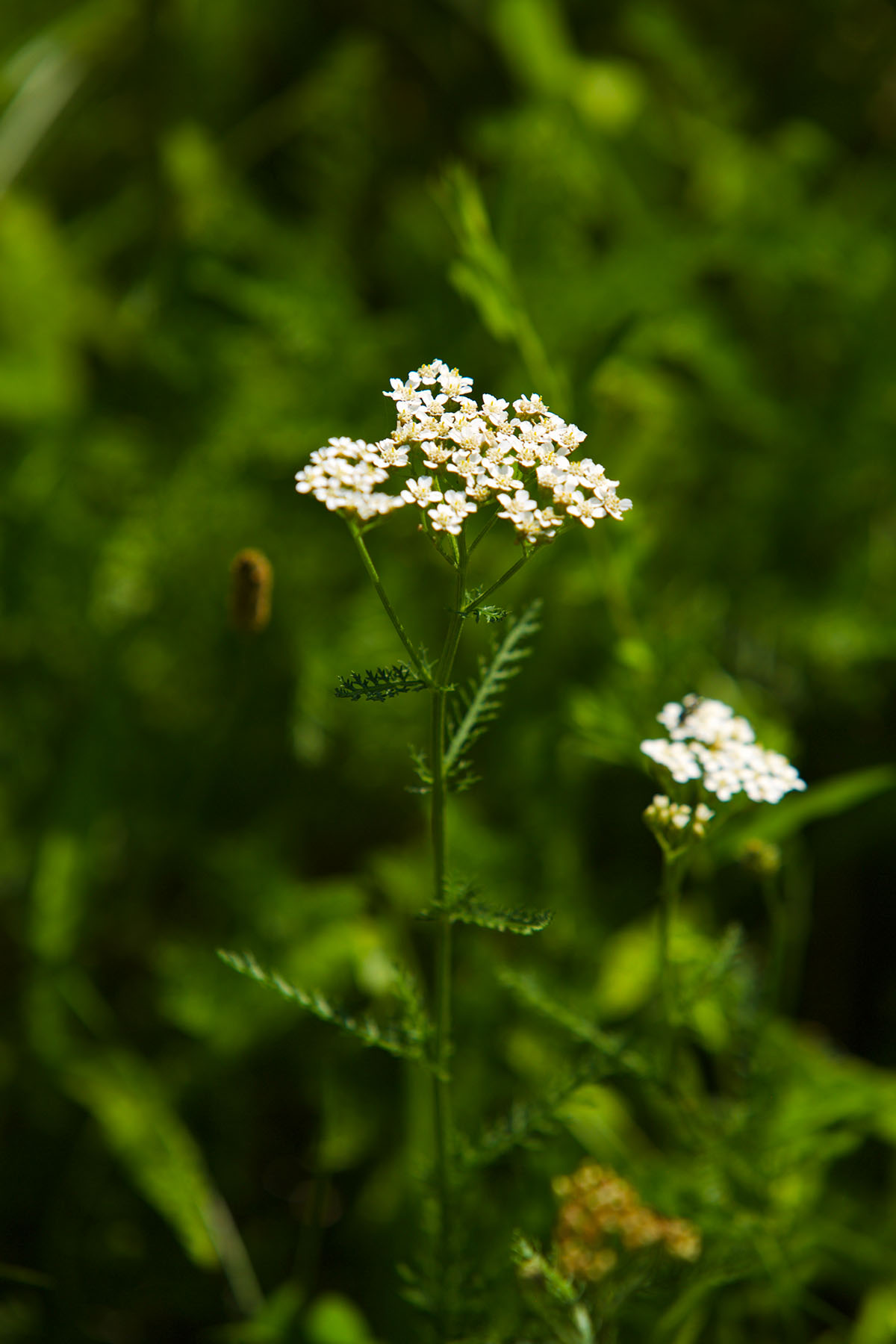 Adding Yarrow To Your Materia Medica | Herbal Academy | Would you like to add yarrow to your materia medica? Here's how to correctly identify and safely use this beneficial herb!