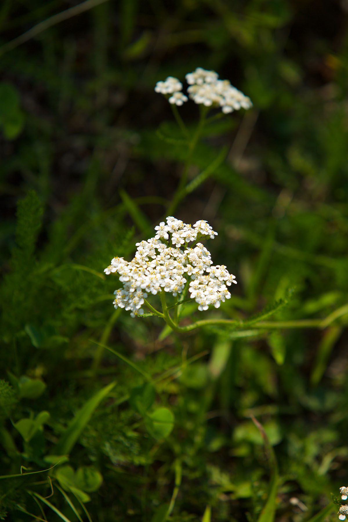 Adding Yarrow To Your Materia Medica | Herbal Academy | Would you like to add yarrow to your materia medica? Here's how to correctly identify and safely use this beneficial herb!