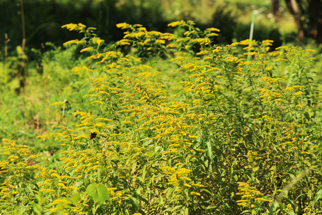 3 Tips For Foraging Goldenrod This Year | Herbal Academy | Are you looking for an herb to forage this fall? Goldenrod is a great choice! We have three tips to keep in mind when you are foraging goldenrod this year.