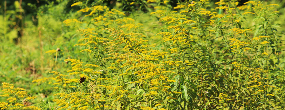 3 Tips For Foraging Goldenrod This Year | Herbal Academy | Are you looking for an herb to forage this fall? Goldenrod is a great choice! We have three tips to keep in mind when you are foraging goldenrod this year.