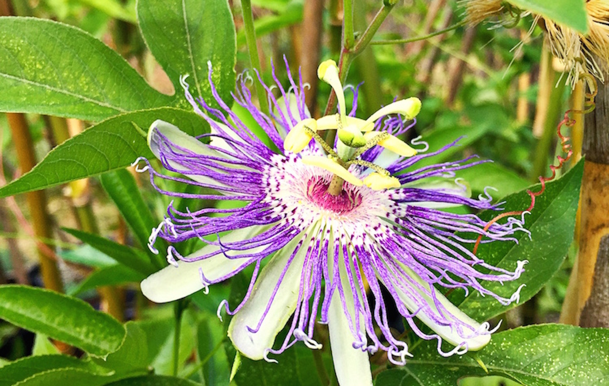 close up of passionflower