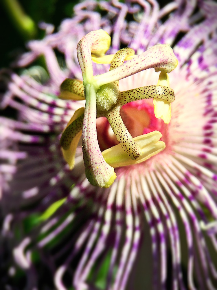 7 Things You May Not Know About Passionflower | Herbal Academy | Do you know passionflower has a calming and soothing effect on the nervous system? Here are 7 other things you may not know about this herb!