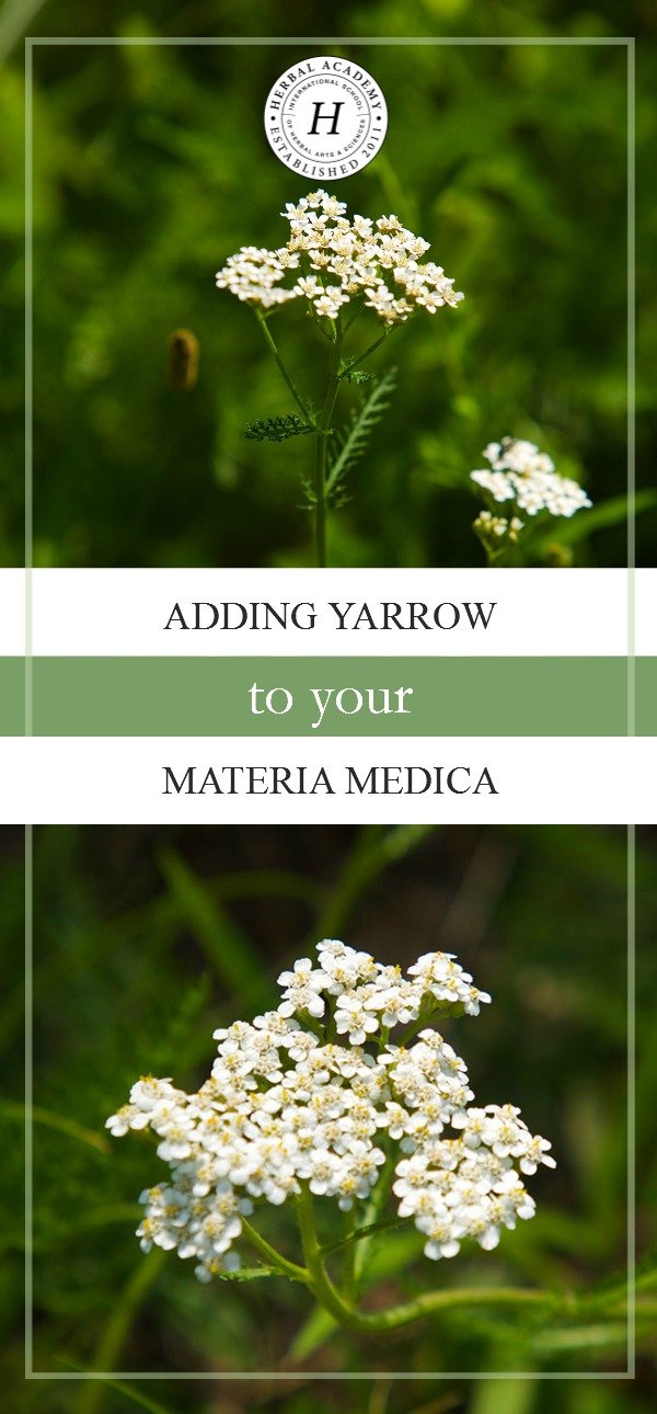 Adding Yarrow To Your Materia Medica | Herbal Academy | Would you like to add yarrow to your materia medica? Here's how to correctly identify and safely use this beneficial herb!